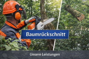 Baumrückschnitt – Äste und Bäume sicher schneiden in Wien und Niederösterreich